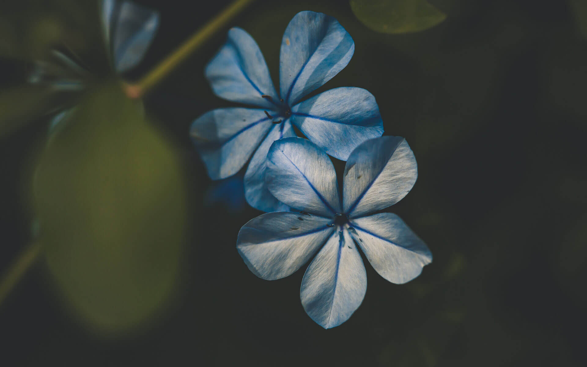 Fleurs en éclosion