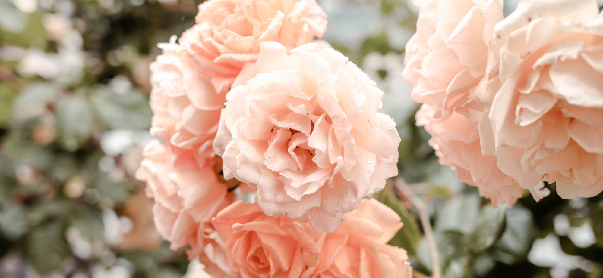 Wide open blooming pink peonies representing love and acceptance