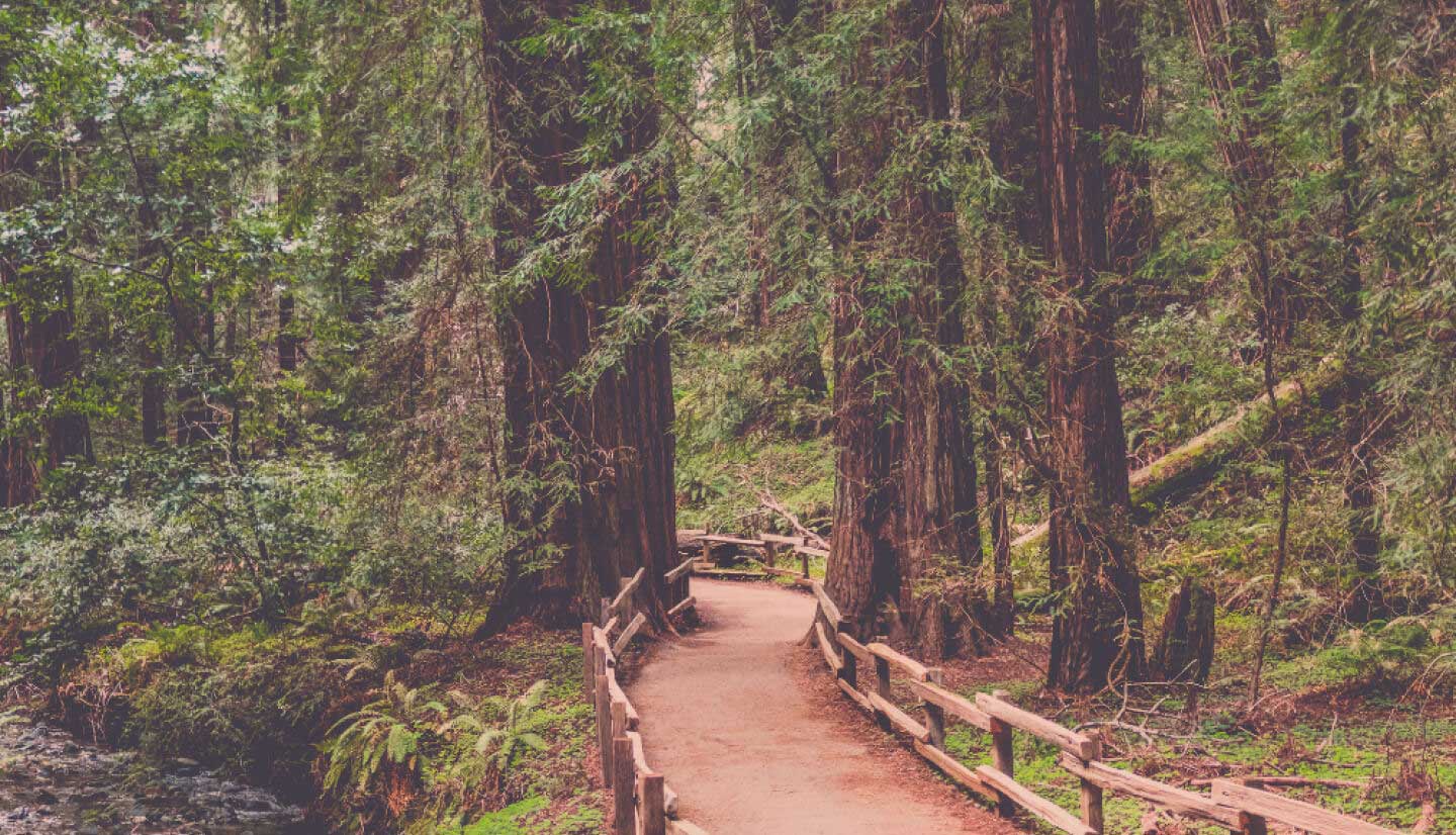 Path through the woods, denoting an invitation to a journey 